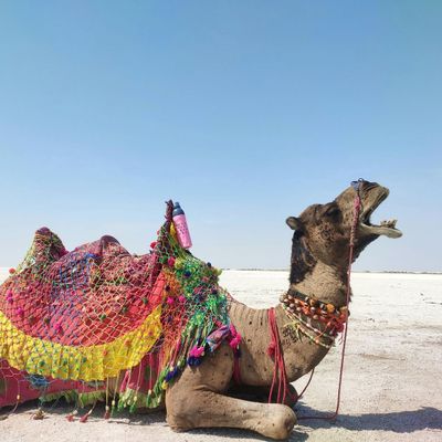 Rann of Kutch